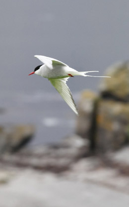 tern